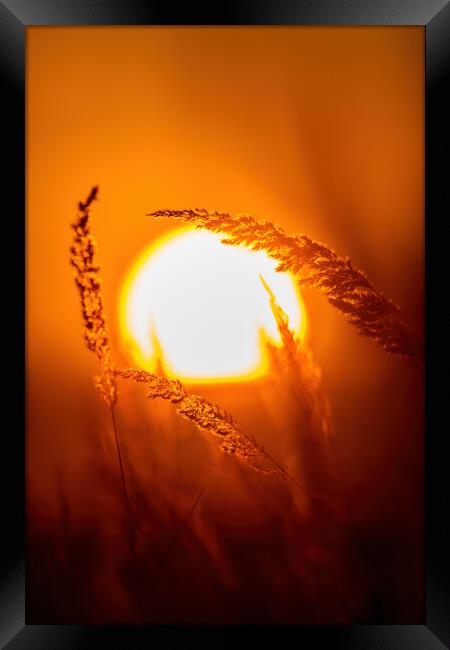 Grassland in sunset light Framed Print by Arpad Radoczy