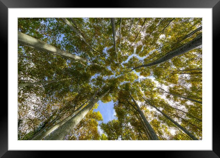 Nice sycamore tree from bottom view Framed Mounted Print by Arpad Radoczy