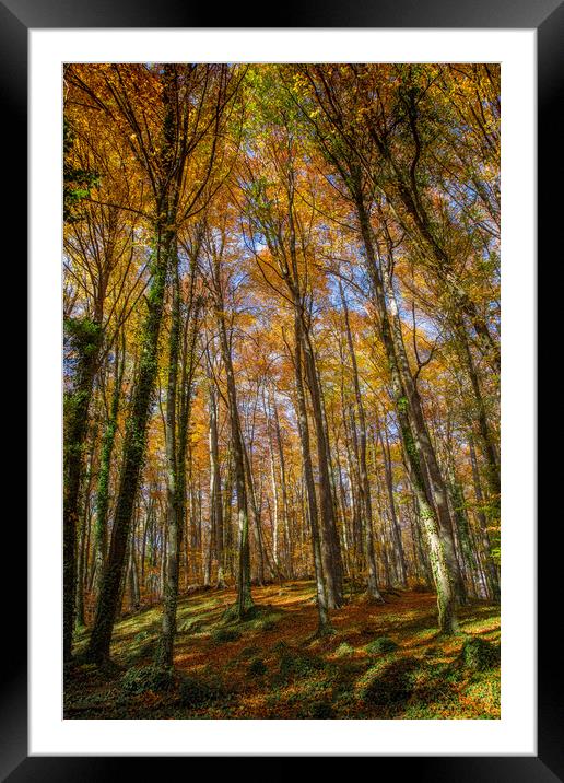 Beech forest in Spain Framed Mounted Print by Arpad Radoczy