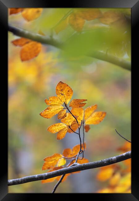 Nice forest detail from colorful leaves in autumn time in a beech woodland. Framed Print by Arpad Radoczy