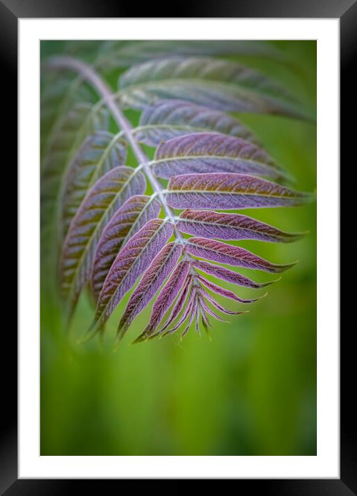 Beautiful ailanthus tree leaves in springtime  Framed Mounted Print by Arpad Radoczy