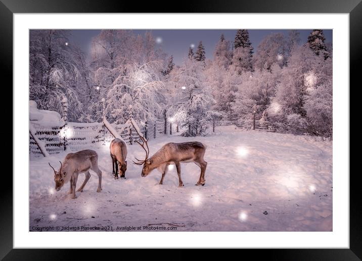 Reindeers in Lapland Framed Mounted Print by Jadwiga Piasecka