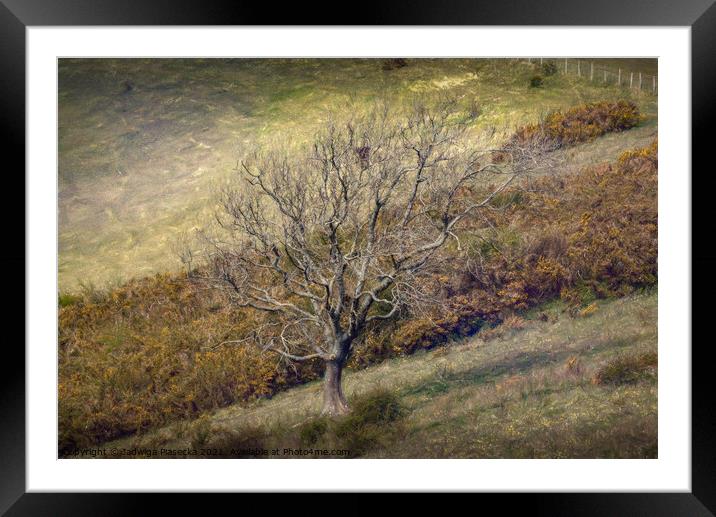 a lonely tree Framed Mounted Print by Jadwiga Piasecka