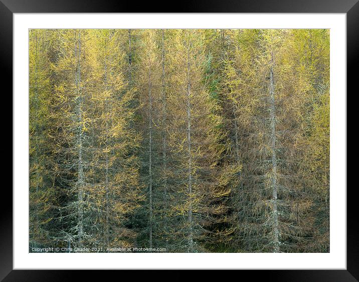 Pine trees Framed Mounted Print by Chris Lauder