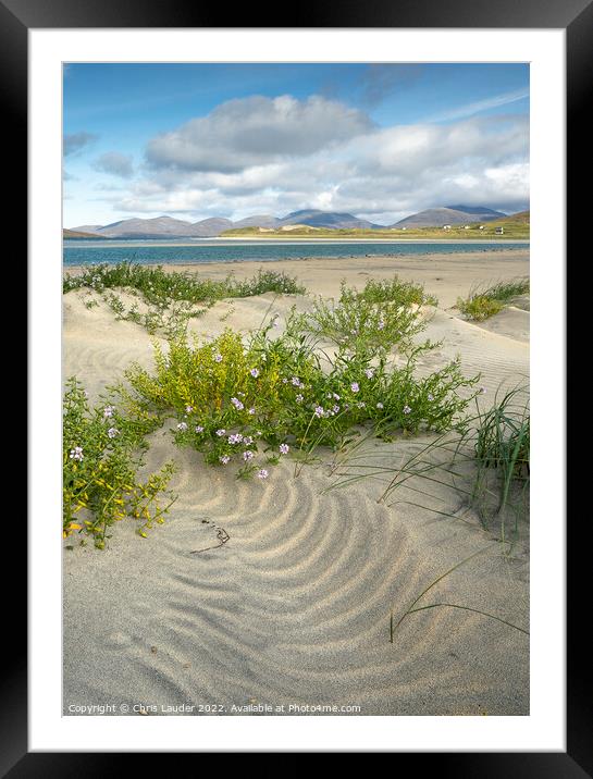 Seilebost sea rocket Framed Mounted Print by Chris Lauder