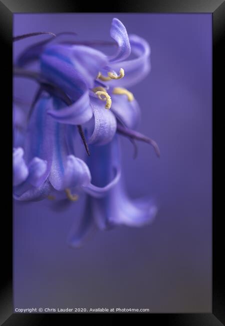 Bluebell Framed Print by Chris Lauder