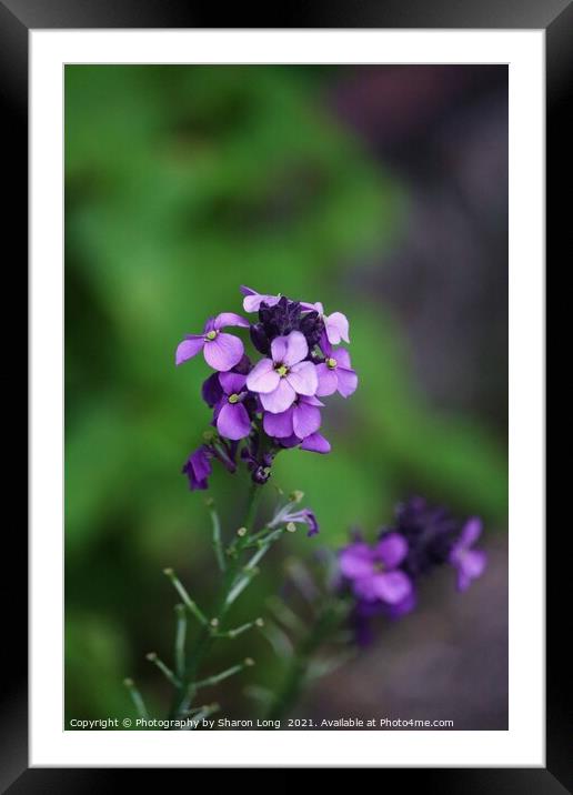 Wildflowers In Spring Framed Mounted Print by Photography by Sharon Long 