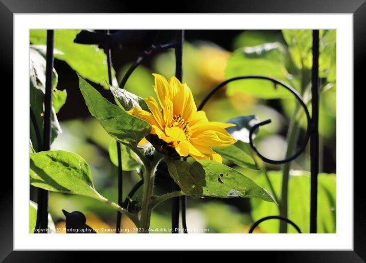 Happy Flower Framed Mounted Print by Photography by Sharon Long 