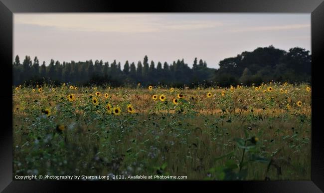 The Happy Field Framed Print by Photography by Sharon Long 