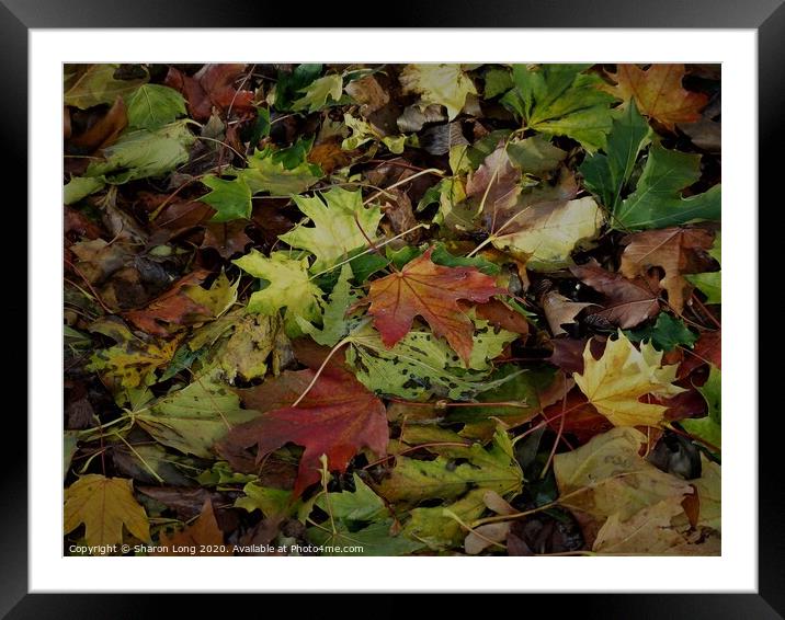 Colours of Autumn Framed Mounted Print by Photography by Sharon Long 