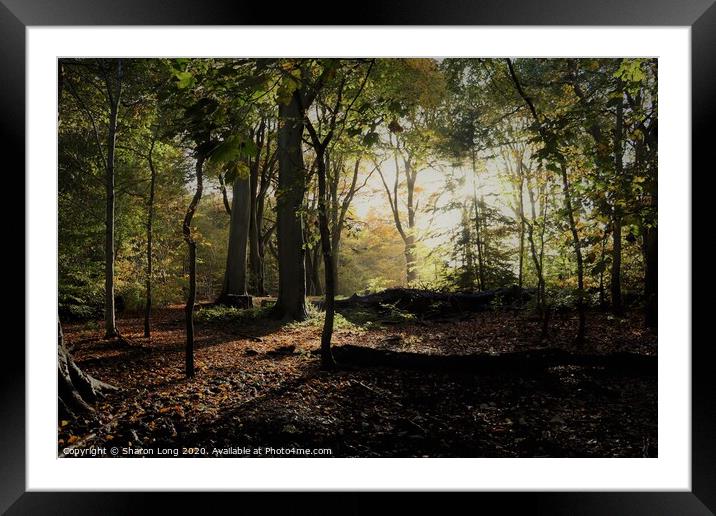 An Autumn Walk in Eastham woods Framed Mounted Print by Photography by Sharon Long 