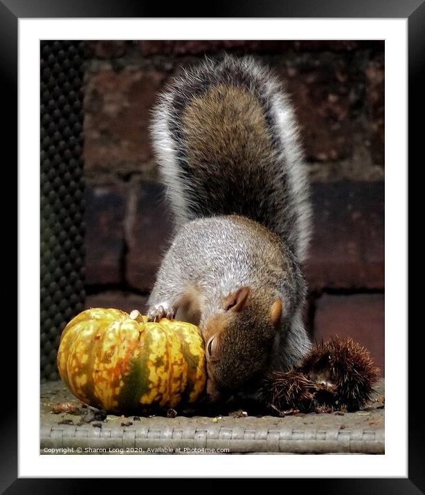 Harvest Squirrel Framed Mounted Print by Photography by Sharon Long 