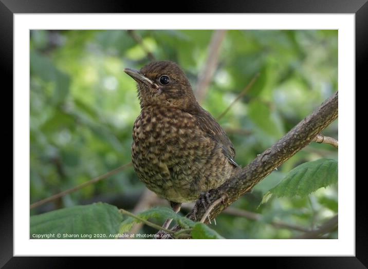The Baby Blackbird Framed Mounted Print by Photography by Sharon Long 