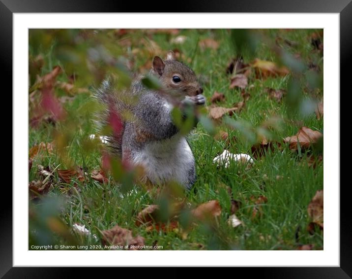 A Squirrel Foraging on an Autumn Lawn Framed Mounted Print by Photography by Sharon Long 