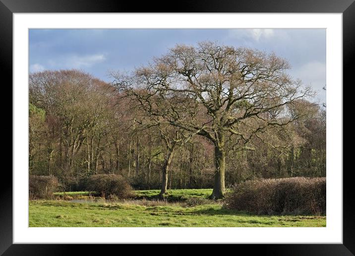 Springtime in Arrowe Park Framed Mounted Print by Photography by Sharon Long 
