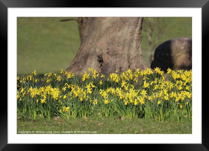 Mother Nature's Skirt Of Spring Daffodils Framed Mounted Print by Photography by Sharon Long 