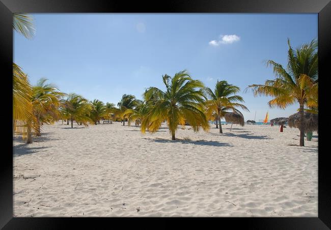 A group of palm trees on a sandy beach on the shores of cayo largo, cuba Framed Print by Alessandro Della Torre