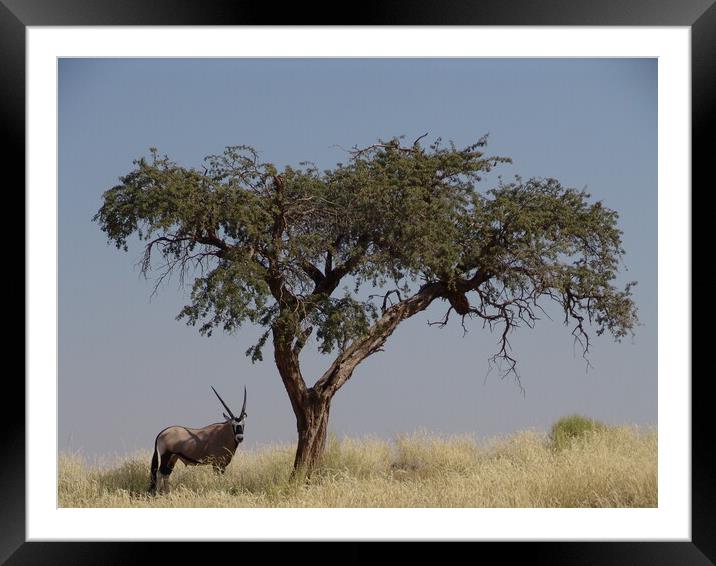 A herd of zebra antelope standing on top of a dry grass field Framed Mounted Print by Alessandro Della Torre