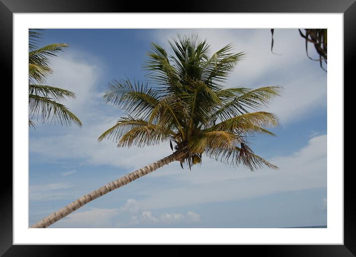 A beach with a palm tree Framed Mounted Print by Alessandro Della Torre