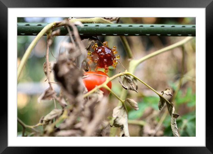 coronavirus covid-19 on tomato Framed Mounted Print by Alessandro Della Torre