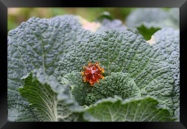 coronavirus covid-19 on a cabbage leaf Framed Print by Alessandro Della Torre