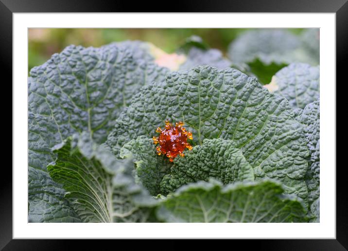 coronavirus covid-19 on a cabbage leaf Framed Mounted Print by Alessandro Della Torre