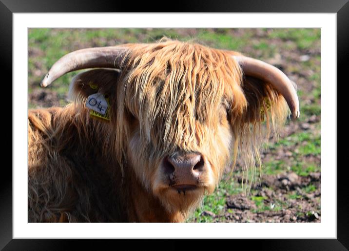 You lookin at me? Framed Mounted Print by Allan Durward Photography