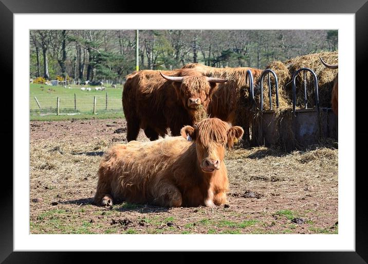 Highland coos Framed Mounted Print by Allan Durward Photography