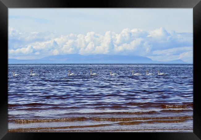 Line of swans in Ayr bay Framed Print by Allan Durward Photography