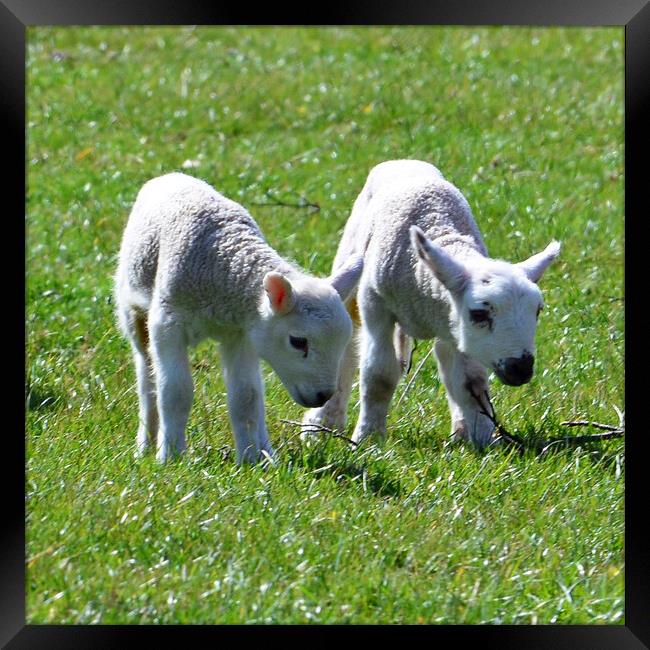 Couple of young lambs Framed Print by Allan Durward Photography