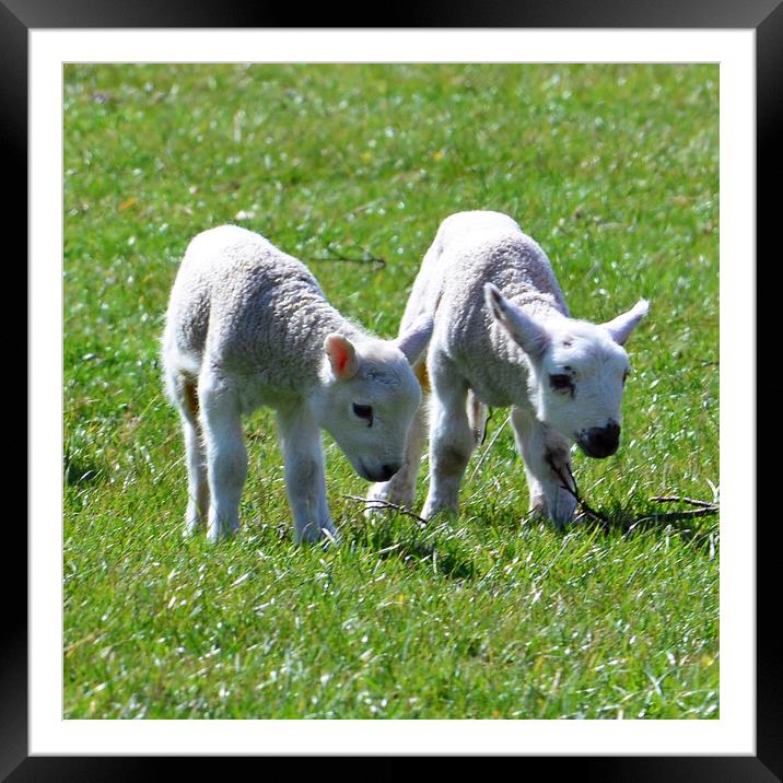 Couple of young lambs Framed Mounted Print by Allan Durward Photography