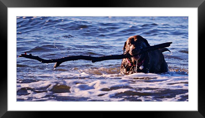 Chocolate labrador fetching a branch Framed Mounted Print by Allan Durward Photography