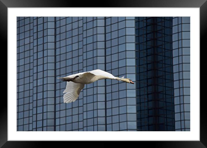 River Clyde swan in flight, Glasgow Framed Mounted Print by Allan Durward Photography