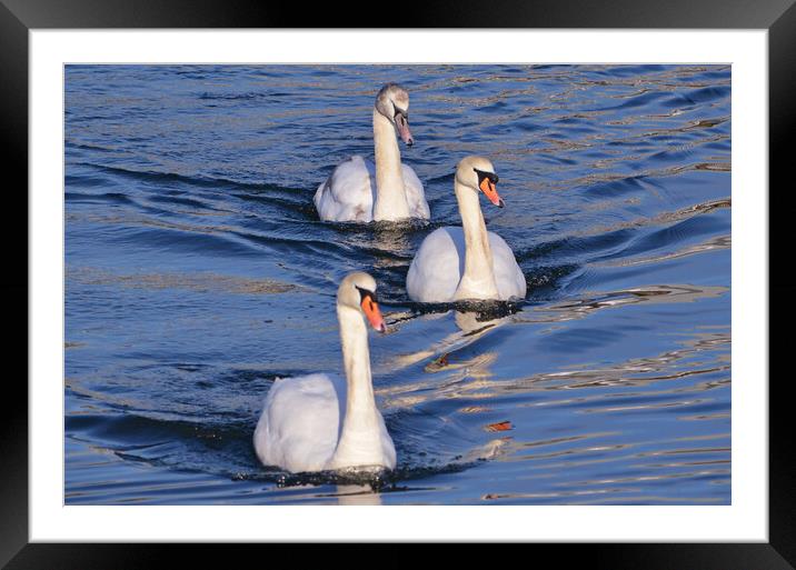 Graceful Mute Swan family on the river Framed Mounted Print by Allan Durward Photography