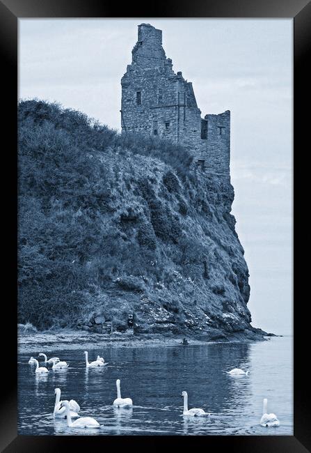 Swans feeding below Greenan Castle, Ayr Framed Print by Allan Durward Photography