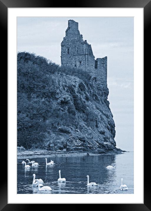 Swans feeding below Greenan Castle, Ayr Framed Mounted Print by Allan Durward Photography
