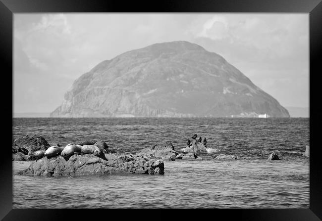 Seals at rest in South Ayrshire  Framed Print by Allan Durward Photography