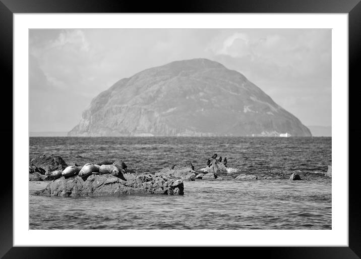 Seals at rest in South Ayrshire  Framed Mounted Print by Allan Durward Photography