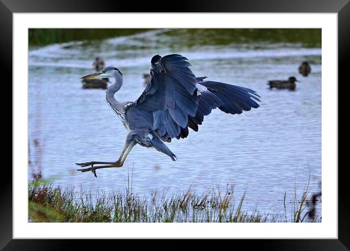 Landing Grey Heron Framed Mounted Print by Allan Durward Photography
