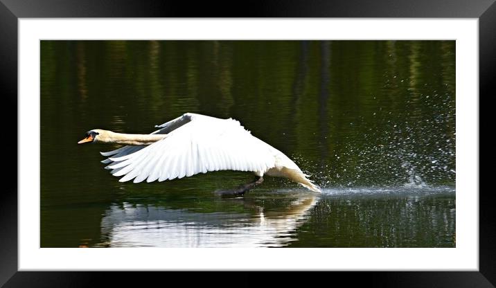 Running take-off Framed Mounted Print by Allan Durward Photography