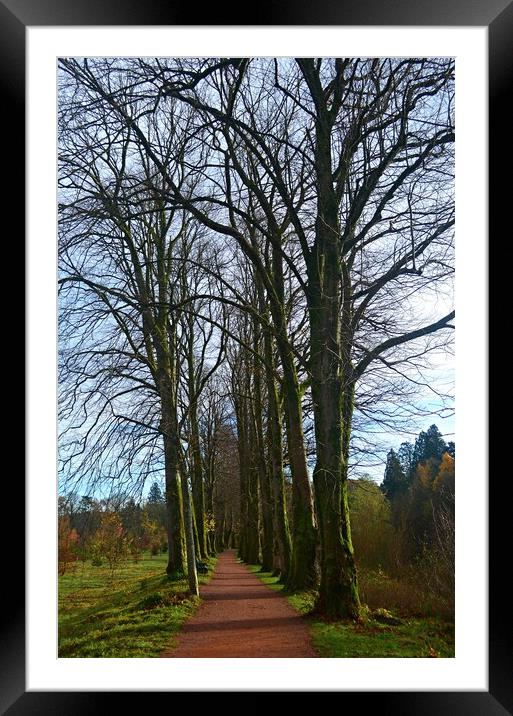 An avenue of trees Framed Mounted Print by Allan Durward Photography