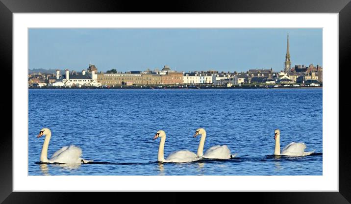 Swans on the sea at Ayr Framed Mounted Print by Allan Durward Photography