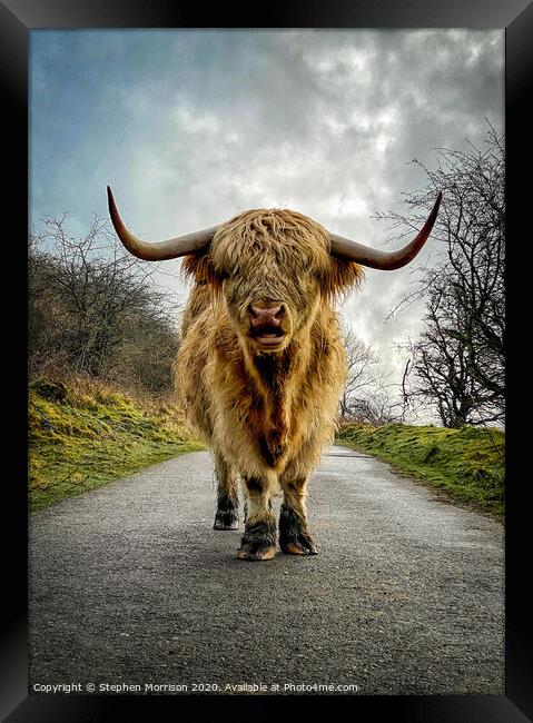 Highland Cow confrontation Framed Print by Stephen Morrison