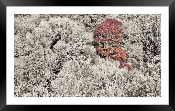 The Red Tree, Menabilly, Cornwall. Framed Mounted Print by Neil Mottershead
