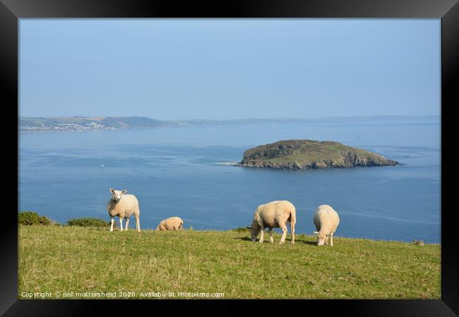 Sheep Grazing Above Looe Island Framed Print by Neil Mottershead