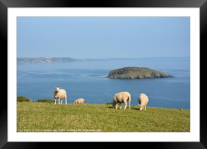 Sheep Grazing Above Looe Island Framed Mounted Print by Neil Mottershead