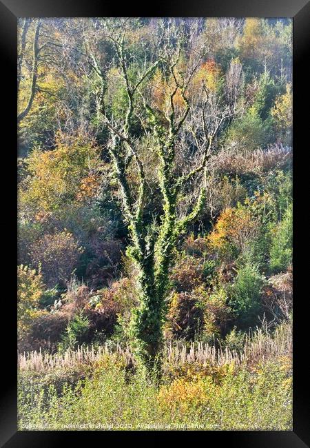 Cornish Autumn Colours. Framed Print by Neil Mottershead