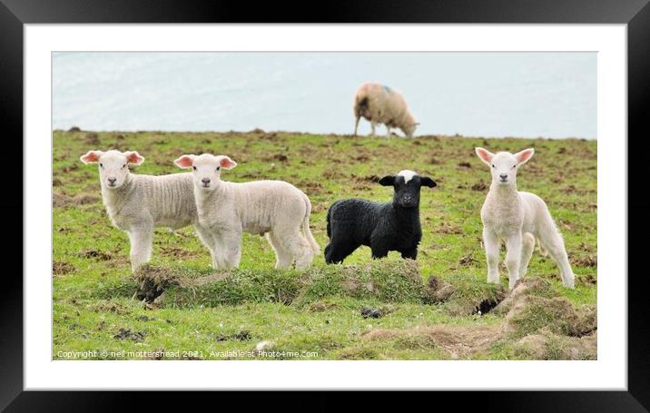 Odd One Out. Framed Mounted Print by Neil Mottershead