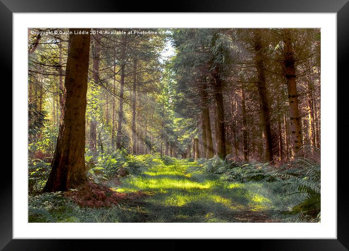  Bowmont Forest in the Sunlight Framed Mounted Print by Gavin Liddle