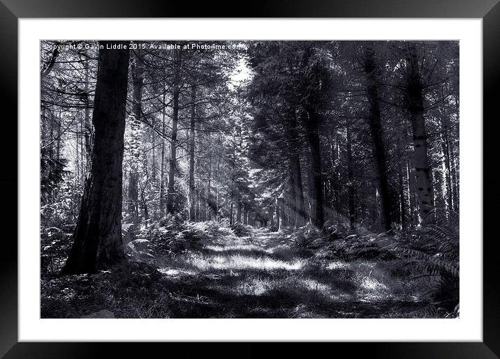 Bowmont Forest, in Black and White Framed Mounted Print by Gavin Liddle